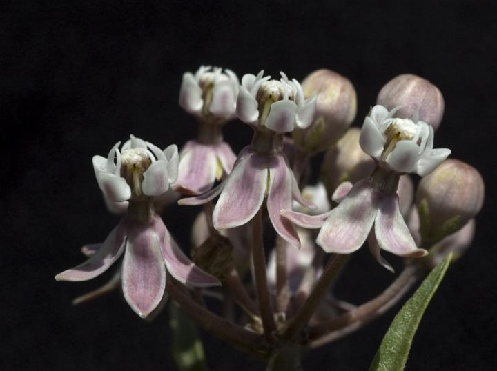 Clustered Milkweed, Asclepias fascularis.jpg